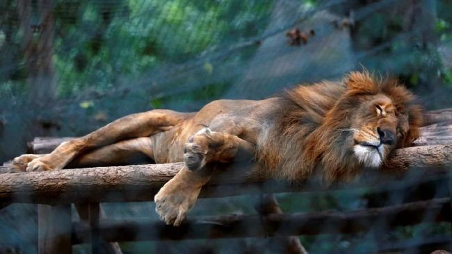 Ayah-Bunda, Begini Tips Aman Mengajak Balita ke Kebun Bintang