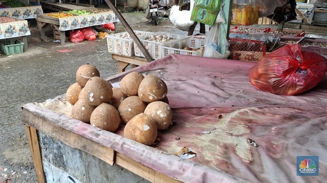 Kelapa Asal RI Dicap ‘Pohon Surga’, Diburu Orang Eropa karena Sakti