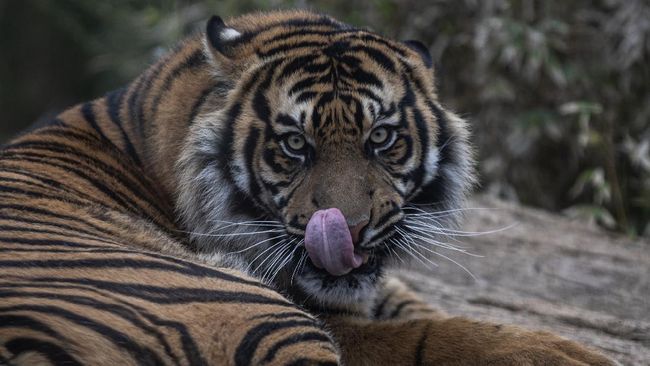 Teror Harimau di Perkebunan Jawa, Duel Maut dengan Bocah 12 Tahun